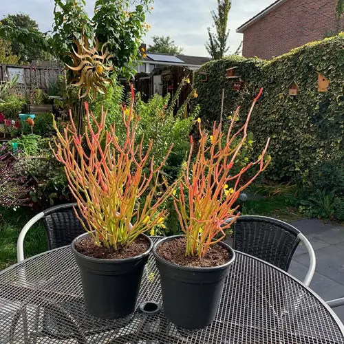 Attractive Succulents With Orange Leaves