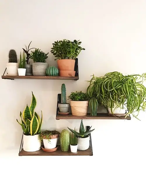 simple DIY Floating Succulent Shelves