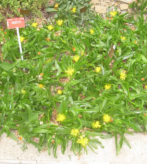 Glottiphyllum longum in garden