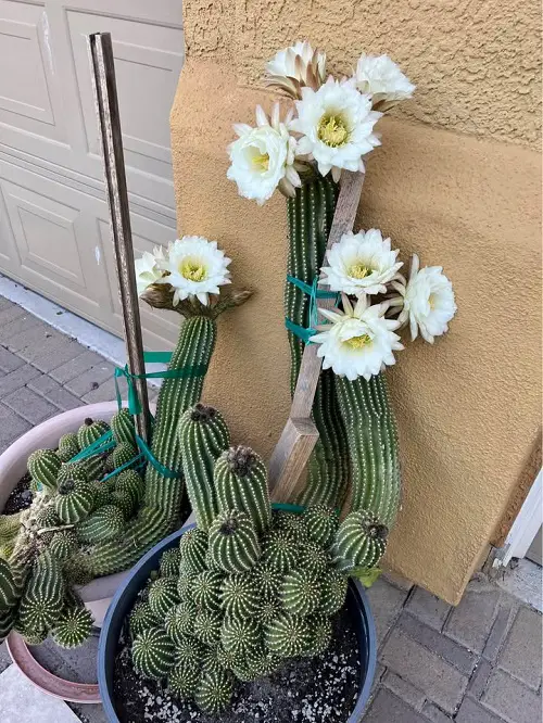 Top Cactus With White Flowers 3
