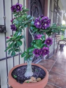 20 Adenium Varieties You Can’t Resist Growing - Succulent Garden Web