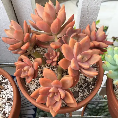 7 Attractive Succulents With Orange Leaves