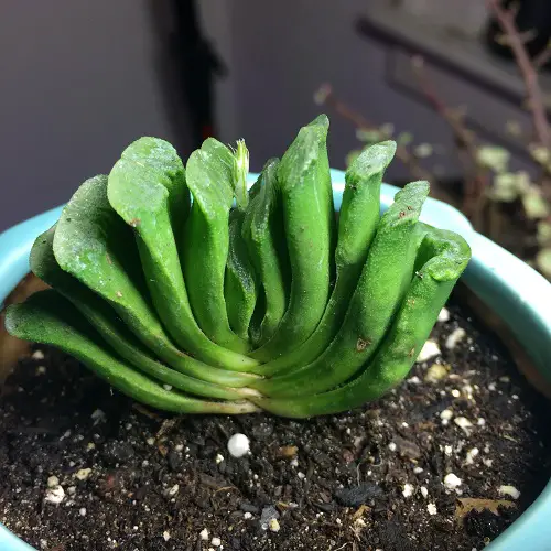 Best Unique Shape Succulents  2