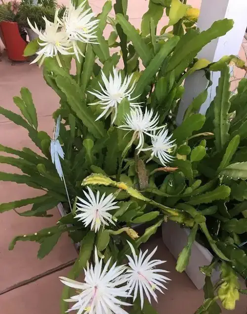 Cactus With White Flowers 2
