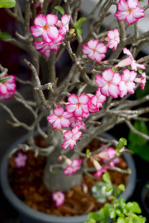 Impala Lily