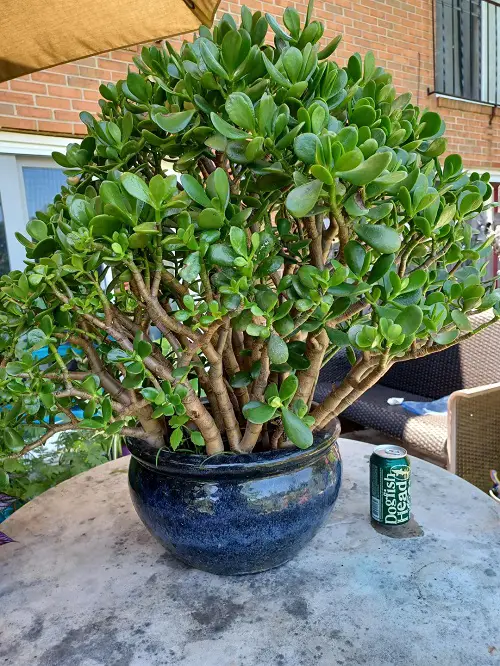 Jade Plant’s Leaves 8