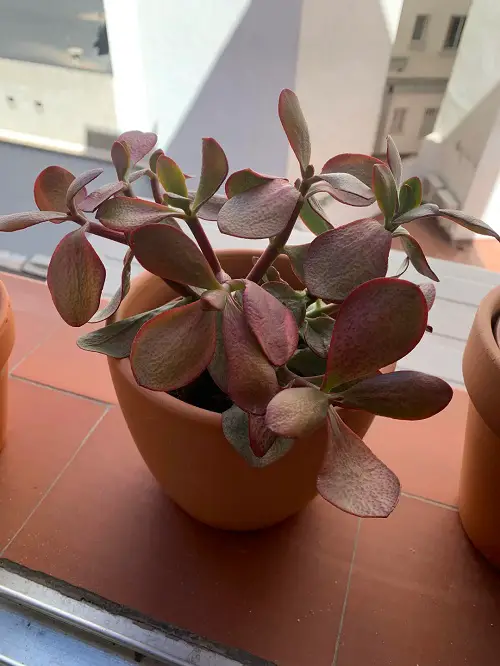 Jade Plant’s Leaves 5