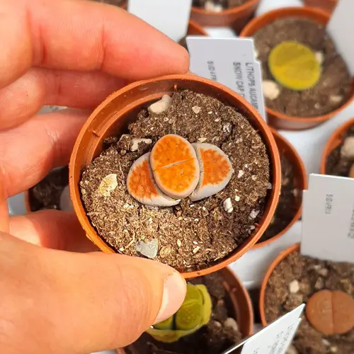 Succulents With Orange Leaves