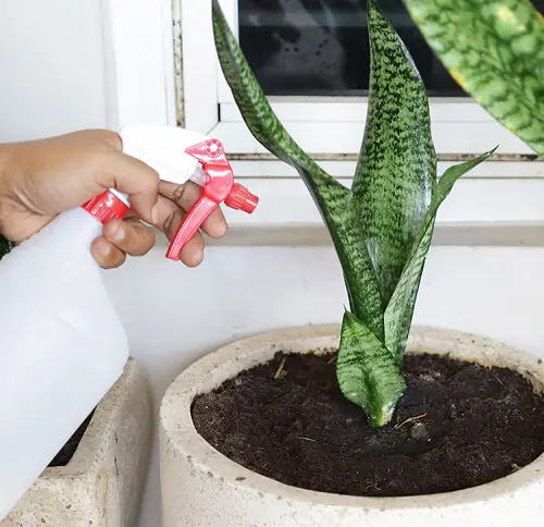 Should You Mist Your Snake Plant