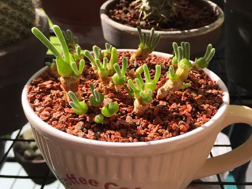 Top Unique Shape Succulents 4