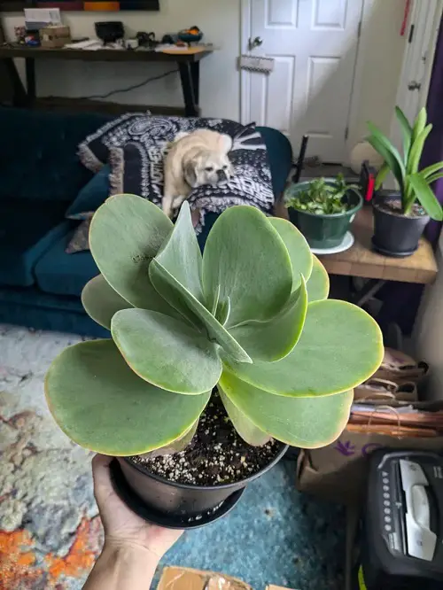 Small Succulents With Big Leaves 1