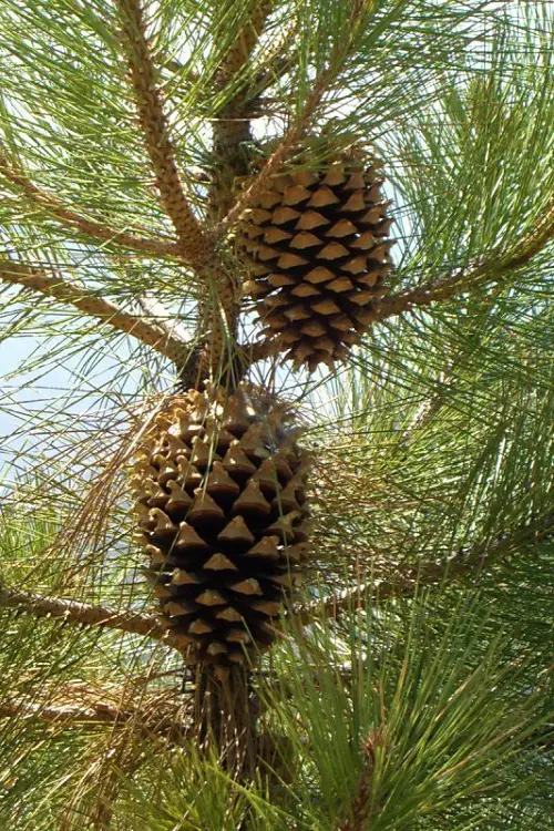 Pine Cones tree