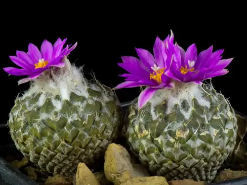 Pinecone Cactus