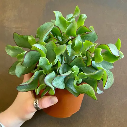 Best Small Succulents With Big Leaves 4