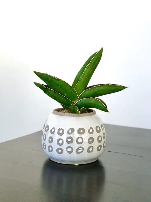 Sansevieria 'Samurai' Maintenance and Care