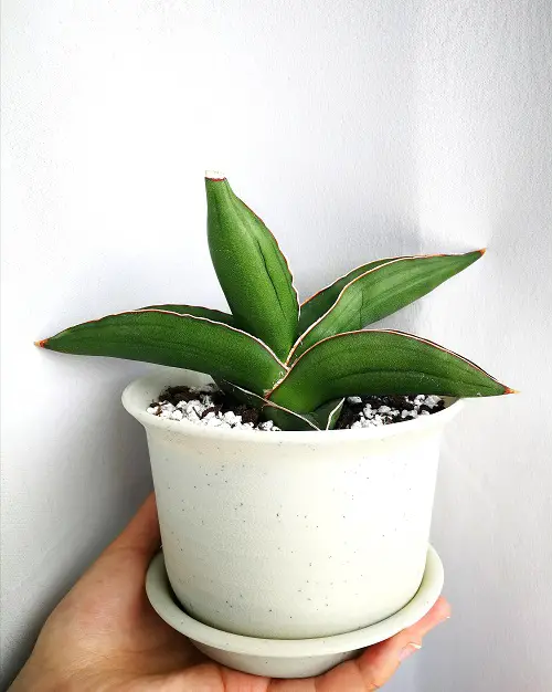 Sansevieria 'Samurai' information