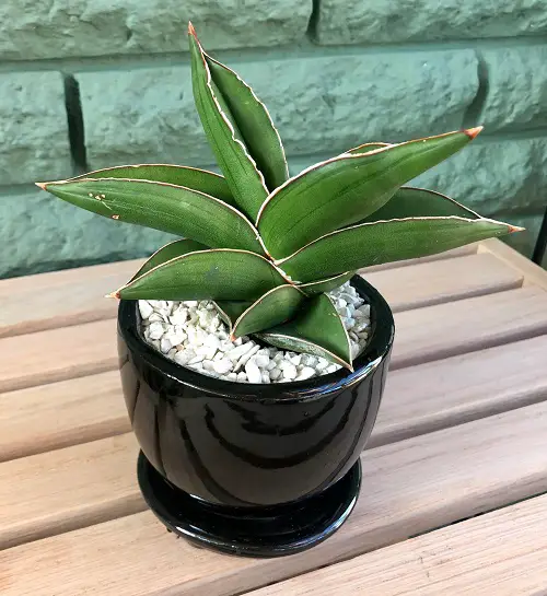 Sansevieria 'Samurai'