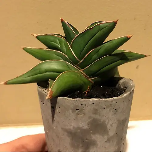 Sansevieria 'Samurai' growing requirements