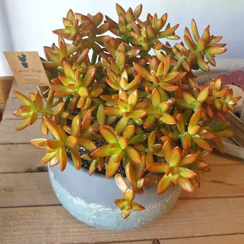 top Attractive Succulents With Orange Leaves