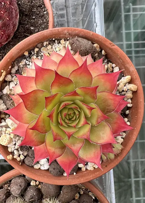 Sempervivums To Grow More Pups 