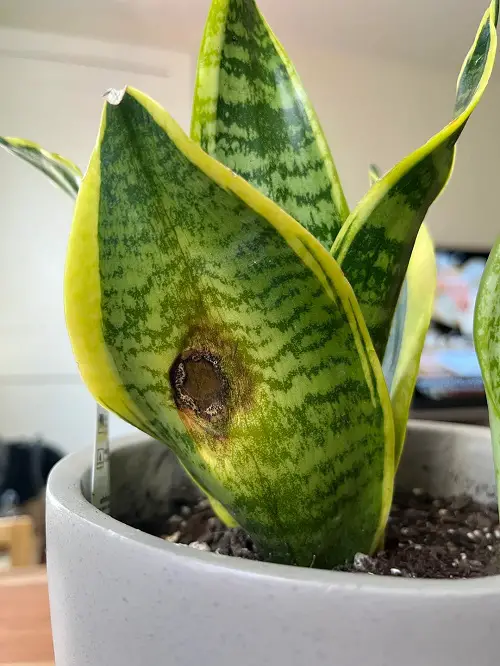 Should You Mist Your Snake Plant 2