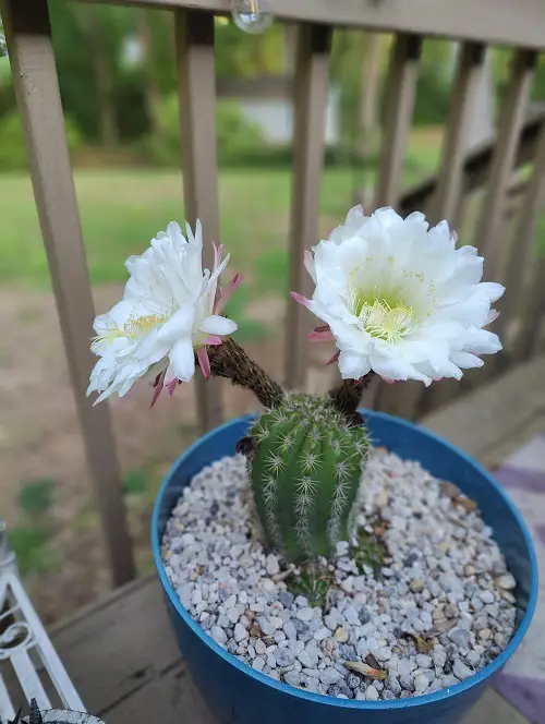 Cactus With White Flowers 3
 