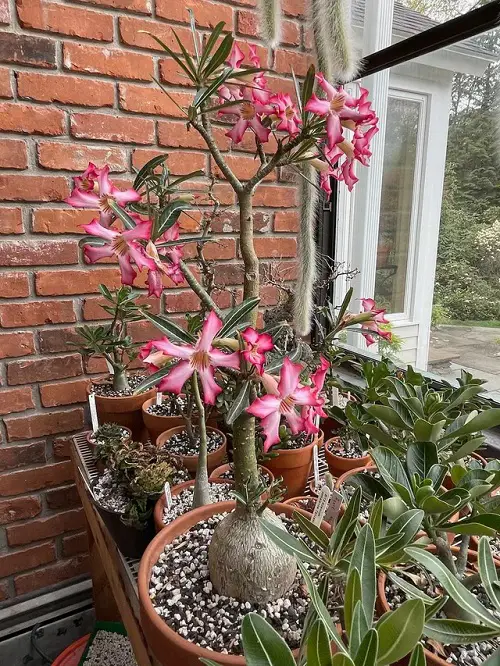 Adenium Varieties 1