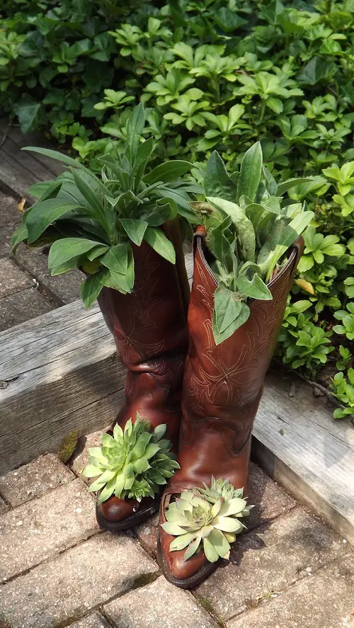 Top Succulent Arrangement in Footwear 6