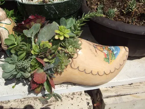 Trending  Succulent Arrangement in Footwear 1