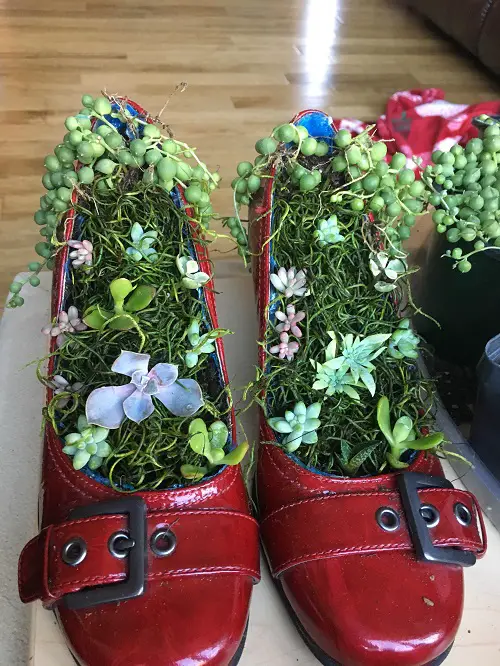 Trending  Succulent Arrangement in Footwear 3