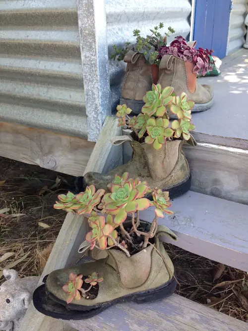 New  Succulent Arrangement in Footwear 4