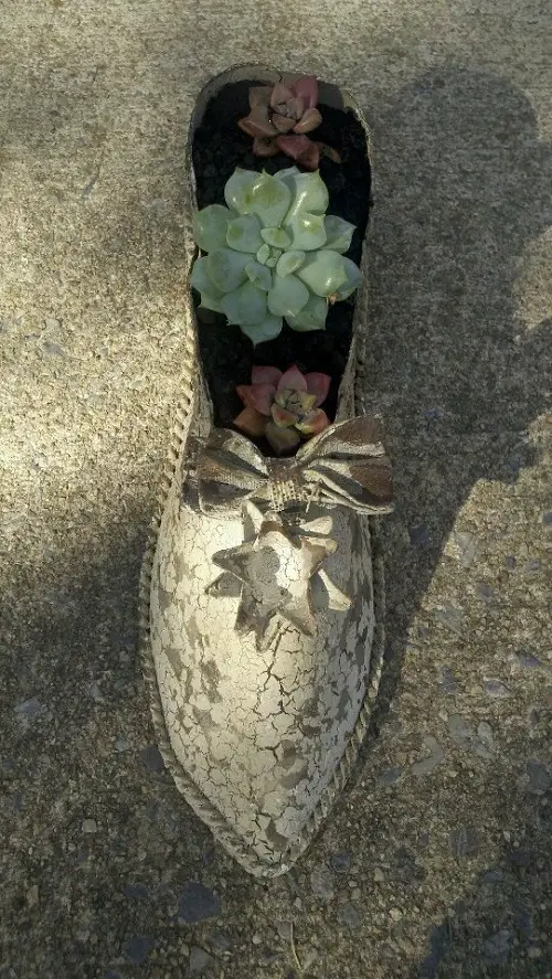 New  Succulent Arrangement in Footwear 7