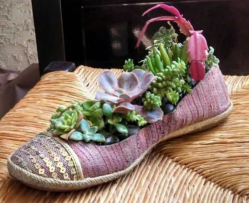 inspiring  Succulent Arrangement in Footwear 2