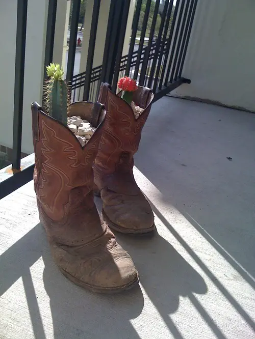 inspiring  Succulent Arrangement in Footwear 4