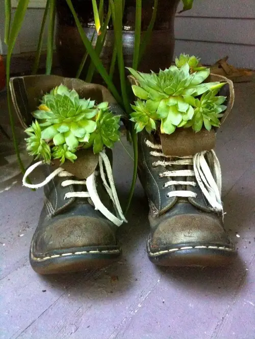 Succulent Arrangement in Footwear 3