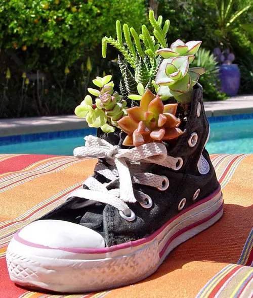 inspiring  Succulent Arrangement in Footwear 6