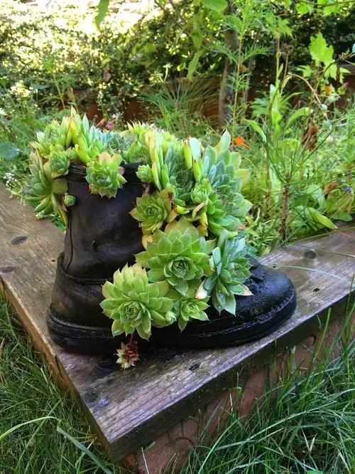 Succulent Arrangement in Footwear 5