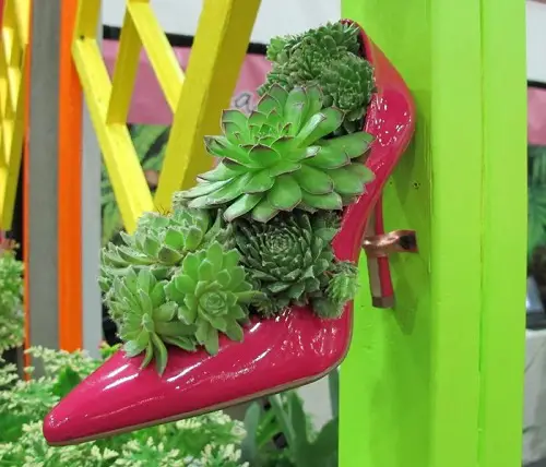 Top Succulent Arrangement in Footwear 2