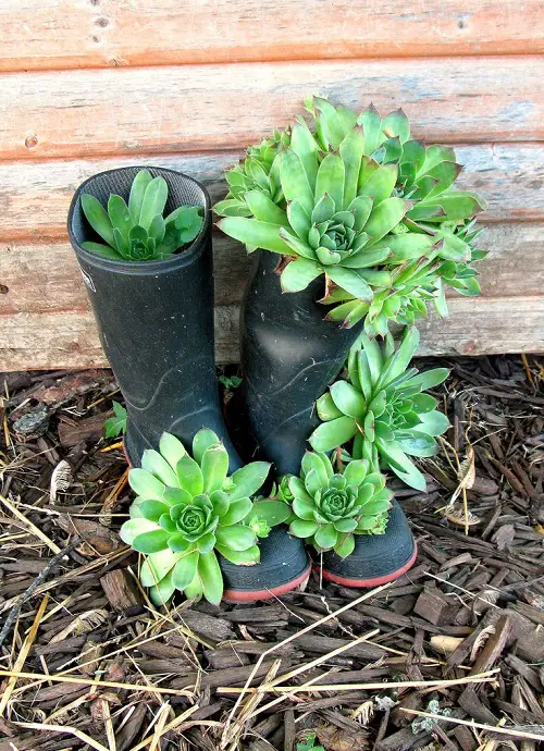 Top Succulent Arrangement in Footwear 4