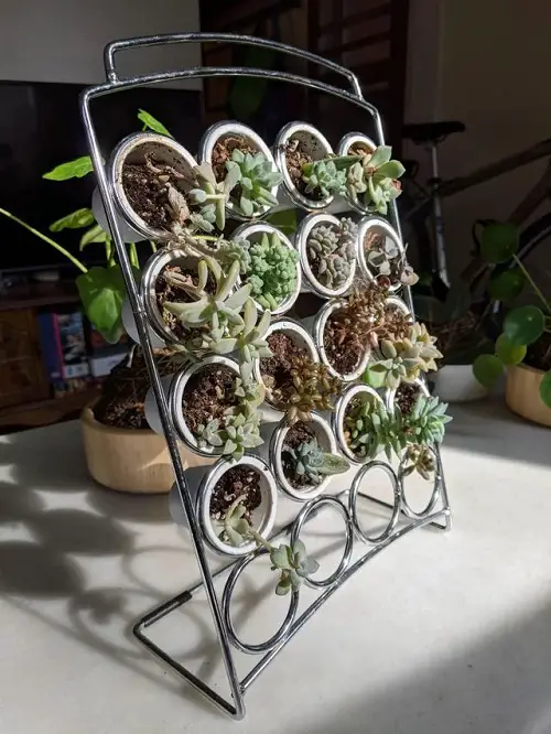 Inspiring Succulent Creations 2