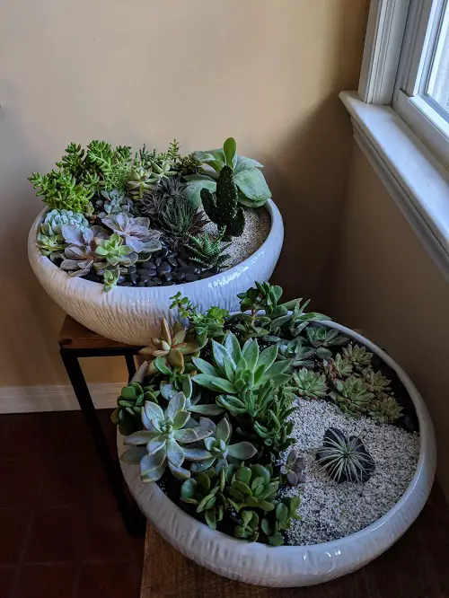 Succulent arrangement ideas 1