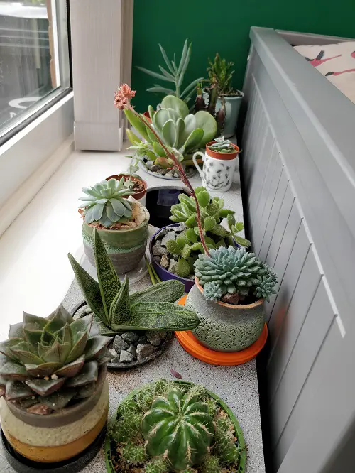 Top Succulent arrangement ideas 1