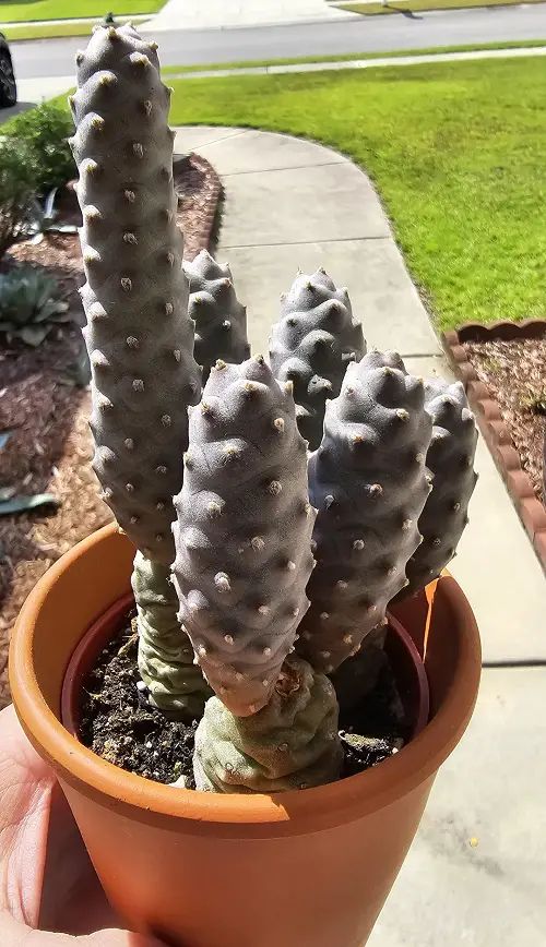 Succulents That Look Like Pinecones