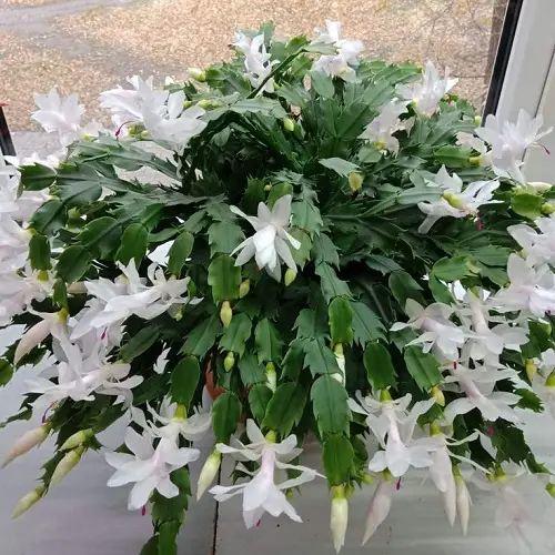 Top Cactus With White Flowers 2
