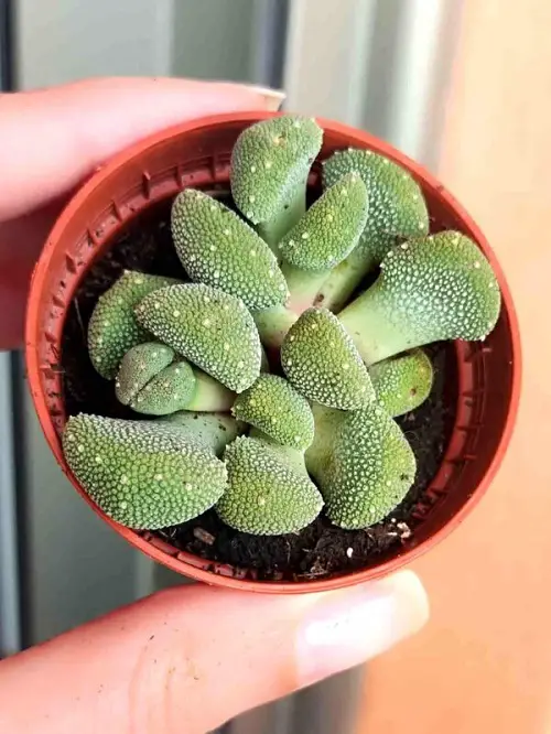 Top Unique Shape Succulents 1