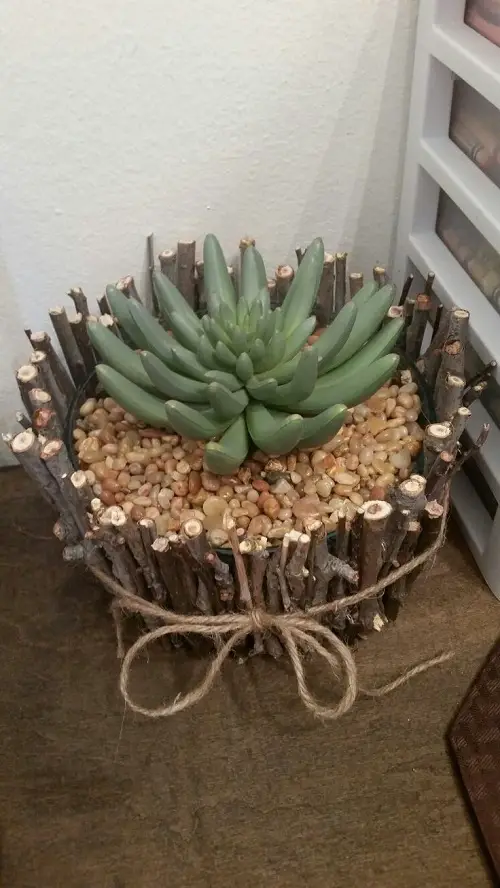 Unexpected Places to Display Succulents 4