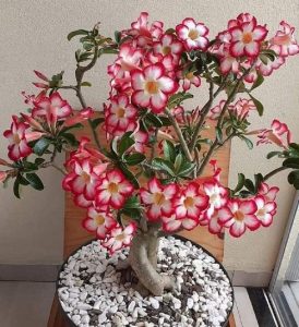 How to Force Adenium to Flower More: 11 Tips - Succulent Garden Web