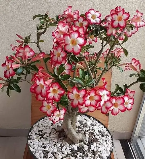 Adenium Bloom Like Crazy