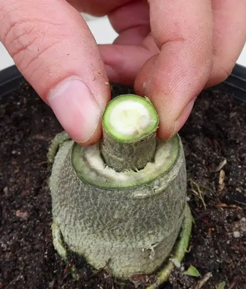 Adenium Bloom Like Crazy with grafting