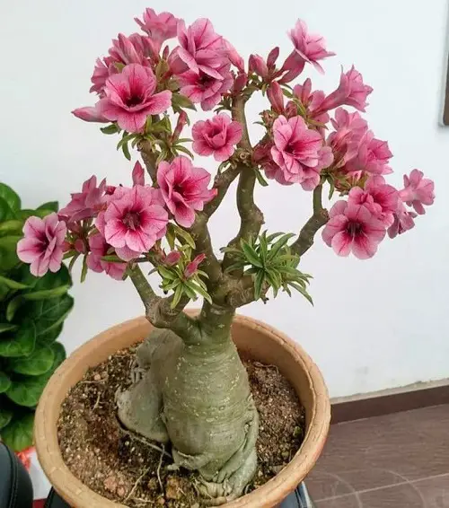 Adenium Varieties  4